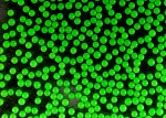 Fluorescent Green Polyethylene Microspheres Density 1.035g/cc<br>Bright Green Polymer Spherical Microbeads